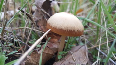 Psathyrella longipes