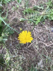 Scorzoneroides autumnalis