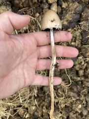 Panaeolus papilionaceus