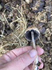 Panaeolus papilionaceus