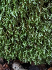Homalia trichomanoides
