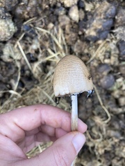 Panaeolus papilionaceus