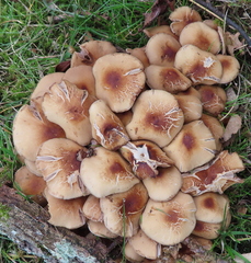Kuehneromyces mutabilis