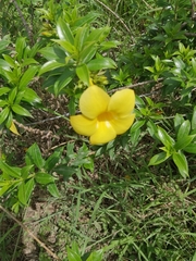 Allamanda