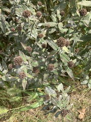 Monarda fistulosa