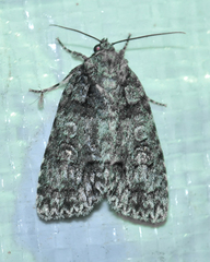 Acronicta modica