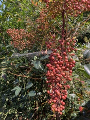 Pyracantha coccinea