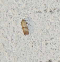 Phalonidia contractana