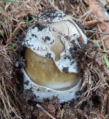 Amanita crocea