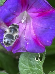 Anthophora terminalis