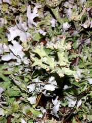 Cladonia turgida