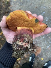 Neoboletus erythropus