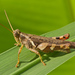 Rufous-legged Grasshopper - Photo (c) djhiker, some rights reserved (CC BY-NC), uploaded by djhiker