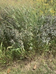 Monarda fistulosa