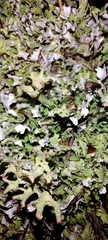 Cladonia turgida