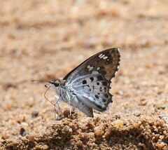 Caprona ransonnettii