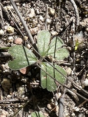 Pelargonium ternifolium