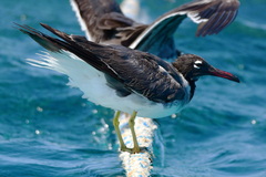 Ichthyaetus leucophthalmus
