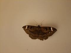 Erebus hieroglyphica