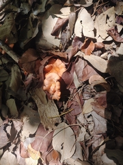 Cantharellus coccolobae