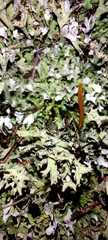 Cladonia turgida