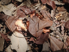 Cantharellus coccolobae