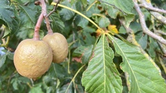 Aesculus × carnea