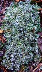 Cladonia turgida