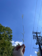 Brachypodium pinnatum
