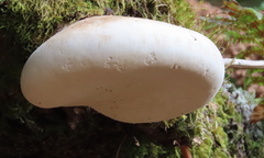 Fomitopsis betulina