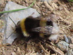 Bombus lucorum