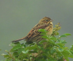 Emberiza fucata