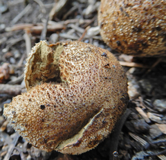Lycoperdon