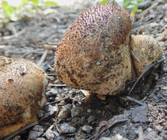 Lycoperdon