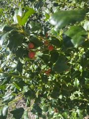 Ilex