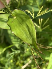 Brachypodium pinnatum