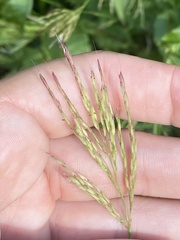 Brachypodium pinnatum