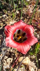 Romulea sabulosa