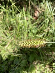 Setaria pumila