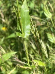 Brachypodium pinnatum