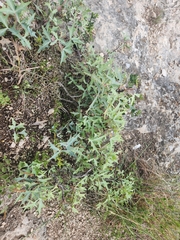 Berberis trifoliolata