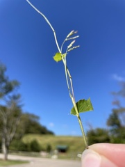 Brachypodium pinnatum