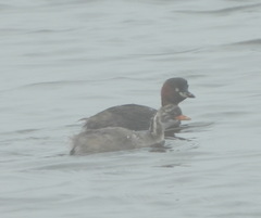 Tachybaptus ruficollis poggei