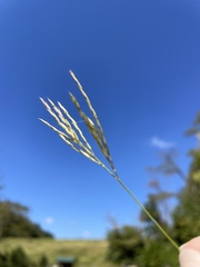 Brachypodium pinnatum