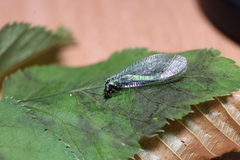 Chrysopa dorsalis