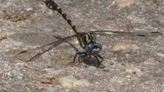 Onychogomphus uncatus