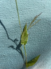 Brachypodium pinnatum