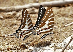 Graphium nomius