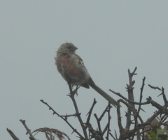 Carpodacus sibiricus