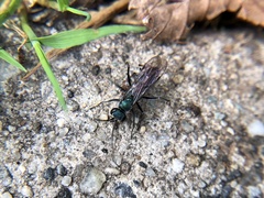 Pompilidae